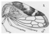 Habitus, lateral view on Cyrtolobus vau (Say, 1831): (Observation).