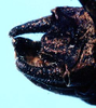 CollectionObject 1499291; edb45c71-d37c-433c-9649-cc16188ed88e: male cerci (holotype). (CollectionObject).