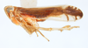 Habitus, lateral view: !! display not done !! on Stenocranus (Codex) vittatus (Stål, 1862): (Observation).