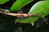 CollectionObject 1563993; 322760ef-80f8-486f-b5f5-ebde1ee24b46: copyright Oskar Conle. male, lateral view (holotype). (CollectionObject).