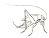 Hapithus (Hapithus) agitator Uhler, 1864: Fig. 17*. female habitus, lateral view (Hapithus quadratus). (Otu).