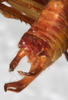 CollectionObject 1566623; 0080e846-e5a0-48d8-a109-f977e5e2d501: male abdomen tip, dorso-lateral view. (CollectionObject).
