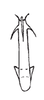 Aedeagus, posterior view on Carapona munia (DeLong & Freytag, 1975): Male: aedeagus, posterior view. (Observation).