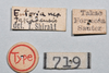 CollectionObject 1558585; NTUC 719, eb6f0012-b2b7-495b-835a-b789b0b39b78: copyright NTUC. female, data (holotype). (CollectionObject).