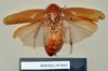 Poeciloderrhis ferruginea (Brunner von Wattenwyl, 1865): Holotype, female, dorsal. BMNH(E)#878062. (Otu).