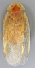 CollectionObject 1569223; 875f21fe-3ab0-4a85-8056-000cbb5dfc42: Photo by Heidi Hopkins. Holotype, adult male, dorsal habitus. (CollectionObject).