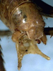 CollectionObject 1531744; a13053fe-fd9c-4fd1-b3c0-1f708b86f2bd: male cerci (holotype). (CollectionObject).