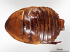 CollectionObject 1863292; 108f81d4-4823-4a75-be86-f406e602e379: (CollectionObject).