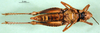 CollectionObject 1502659; 2f3d92b2-67ee-4e40-b65c-980a0a721361: female, ventral view (paratype of Ixalidium usambaricum). (CollectionObject).