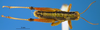 CollectionObject 1578447; 09c2f590-435e-4953-886f-4dc277612e60: male, dorsal view. (CollectionObject).
