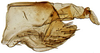 Pygofer, lateral view: !! display not done !! on Paraboloponina Ishihara, 1953: Parabolopona webbi, pygofer, laterally (INHS). (Observation).