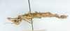 CollectionObject 1557490; c311c51d-73ad-49b4-9ecc-58f20919c101: copyright MCZ Harvard. female juv., lateral view (holotype). (CollectionObject).