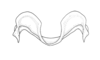 Dichroplus democraticus (Blanchard, 1851): Fig. 16. epiphallus, caudal view. (Otu).