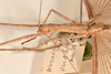 CollectionObject 1562038; 57e02023-3a6b-407c-8fdb-bfa549597c7a: copyright OUMNH. female: Head & thorax, lateral view (holotype). (CollectionObject).