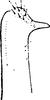 Subgenital plate: !! display not done !! on Typhlocyba quercus (Fabricius, 1777): Subgenital plate. (Observation).