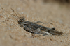 Acrotylus longipes longipes (Charpentier, 1845): individual from Fuerteventura. (Otu).