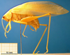 CollectionObject 1500526; 24761f4c-3a59-4dbd-b9a3-c970a3e644f6: male, lateral view (syntype). (CollectionObject).