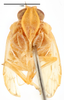Head: !! display not done !! on Colvanalia taffini (Bonfils, 1983): (Observation).