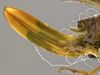 CollectionObject 1593130; a1f525ae-f595-4509-94d1-73007192daf6: female ovipositor. (CollectionObject).
