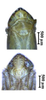Head: !! display not done !! on Maiestas systenos (Dash & Viraktamath, 1998): head and thorax, face (male). (Observation).