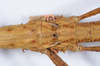 CollectionObject 1557231; afeebaae-379e-463d-bc14-7cc056aab3a8: copyright NHMB, Basel. female: thorax, dorsal view (syntype). (CollectionObject).;CollectionObject 1557232; 2b50f075-48ad-4d8a-b9c4-87f8fc2837f9: copyright NHMB, Basel. female: thorax, dorsal view (syntype). (CollectionObject).