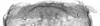 Forewing.: Hairs on eighth abdominal tergite of A. thaspii. (Observation).