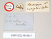 CollectionObject 1562058; NHMUK(SF IMPORT DUPLICATE) 844855, 8de43be0-8c6a-4933-a801-691b8416f954: copyright Natural History Museum, London. male, data labels (holotype). (CollectionObject).