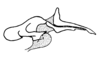 Pauracris tenera Descamps & Amédégnato, 1972: Fig. 48. endophallus, lateral view. (Otu).