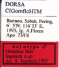 CollectionObject 1503507; bdcf65eb-5175-4ec3-b276-4fee793cf130: labels (holotype). (CollectionObject).