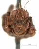 CollectionObject 1567149; 6d8c0fe4-da0c-47c1-b177-34d43bc57a56: male, frontal view (holotype). (CollectionObject).