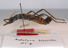 CollectionObject 1557255; f60714aa-cfa4-4b2b-bbe3-67345f8d0c7d: Copyright MNCN, Madrid. female, lateral view (holotype). (CollectionObject).