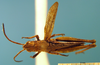 CollectionObject 1577116; 75b89cdb-15e1-45e2-9f30-72fec0a3799a: male, dorsal view (allotype of Chorthippus xerophilus). (CollectionObject).