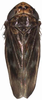 Habitus, dorsal view: Habitus. (Observation).