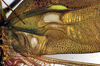 CollectionObject 1500601; eca864f1-ada4-4f96-b300-61a4c59c7ac5, DORSA BTtetfenHTM: male, base of right tegmen(holotype). (CollectionObject).