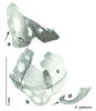CollectionObject 1567104; e1d5ba99-fd52-4ab9-8d5d-39999c8b9e89: Original drawing by Heidi Hopkins © Heidi Hopkins. Holotype, adult male, genitalia, ventral view. (CollectionObject).