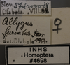 Other: !! display not done !! on Allygidius (Dicrallygus) furcatus (Ferrari, 1882): Labels. (Observation).