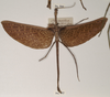 CollectionObject 1557427; 1c9cc276-d239-4e69-ad57-9b5ee0caeea5: copyright OUMNH. male of synonym Ctenomorpha haworthii (holotype). (CollectionObject).