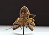 CollectionObject 1565389; f979c45a-6910-4a0e-90d6-36a6c301d586: male, caudal view (holotype). (CollectionObject).