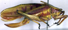 Metholce nigritarsis Walker, 1871: female, lateral view. (Otu).