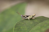 FieldOccurrence 52; 2fe76ade-8271-4dee-a5b0-91ba4eee7d25; Tanzania
Chala area eastern slopes Mt Kilimanjaro savanna woodlands Tanzania 5 12 (2), : male. (FieldOccurrence).