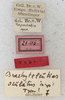 CollectionObject 1531822; NMW 21116, 86c7efad-0b94-449f-a4cc-89be987e1d0b: labels (holotype). (CollectionObject).