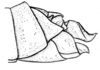 Spathalium audouinii (Blanchard, 1836): Fig. 22. female abdomen tip, lateral view. (Otu).
