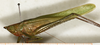 CollectionObject 1594983; 586f3612-1173-4d05-a489-3d3bbf53008c: male, lateral view (syntype of Conocephalus nigropunctatus). (CollectionObject).