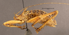 CollectionObject 1507301; 2ffb8170-57c1-4f57-8679-a1f8ed8fd16e: male, lateral view (holotype). (CollectionObject).