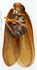CollectionObject 1587444; MNHN(SF IMPORT DUPLICATE) MNHN-EP-EP902, 71089971-fa6e-433a-8bd3-e332f24648ae: CC BY-NC-ND 4.0/MNHN - Depraetere Marion - 2014. Non type, male. Specimen number: MNHN-EP-EP902. http://coldb.mnhn.fr/catalognumber/mnhn/ep/ep902. (CollectionObject).