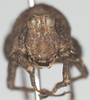 CollectionObject 1536107; e315b325-fd8e-461f-8d1c-fc2ca8ae6ddd: male, frontal view (syntype). (CollectionObject).