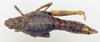 CollectionObject 1518510; bbb528b1-c969-4a8c-a2a2-1a514c2bf17e: female, dorsal view (holotype). (CollectionObject).