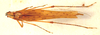CollectionObject 1543538; fd576713-b19a-4fc4-b5ce-62d61c692787: male, dorsal view (syntype). (CollectionObject).