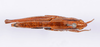 CollectionObject 1539627; ec8a793e-bd4e-4de7-ab1f-8d8a06b3bd8e: female, dorsal view (syntype). (CollectionObject).