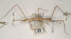 CollectionObject 1559636; ca476925-de17-4b88-8d55-8a256e3ae29f: copyright OUMNH. female of synonym Bacillus aspericollis (holotype). (CollectionObject).